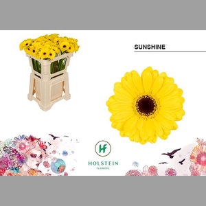 GE MI SUNSHINE