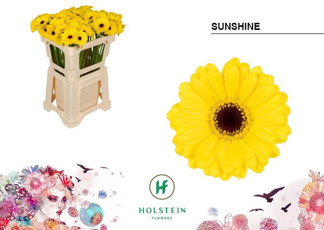 <h4>Germini Sunshine Water</h4>