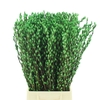 Salix Snow Flake Klb Appelgroen