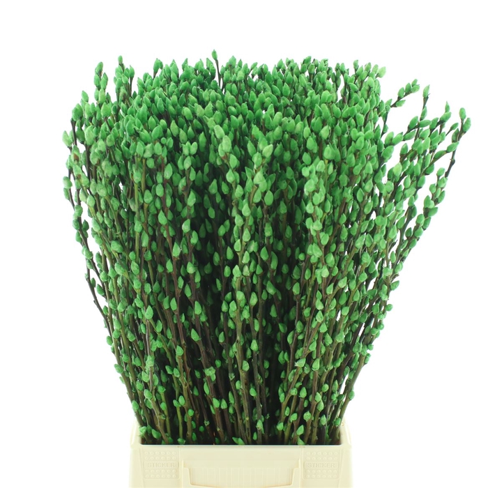 Salix Snow Flake Klb Appelgroen