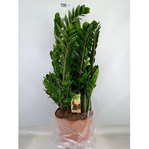 Zamioculcas zamiifolia