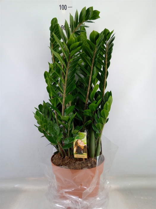 <h4>Zamioculcas zamiifolia</h4>