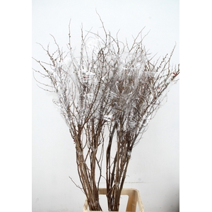 CHAENOMELES SUPERBA 160CM