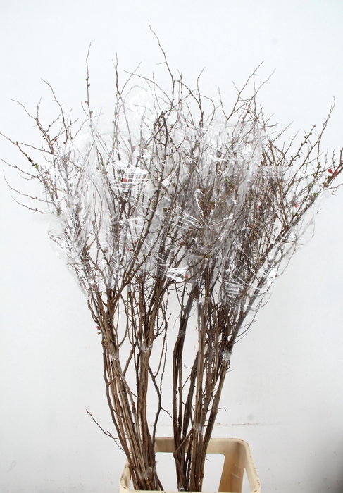 <h4>CHAENOMELES SUPERBA 160CM</h4>