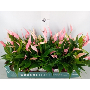 Anthurium andr. 'Lilli'