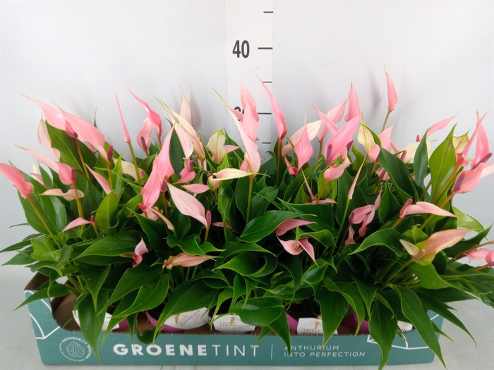 <h4>Anthurium andr. 'Lilli'</h4>