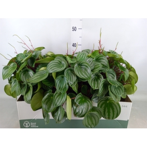 Peperomia argyreia