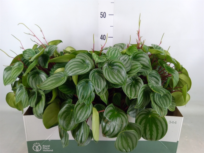 <h4>Peperomia argyreia</h4>