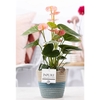 Anthurium pink (Spirit) in P&PURE Fashionpot Valerie