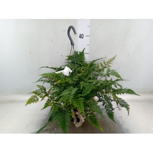 Humata tyermannii