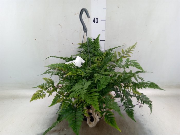 <h4>Humata tyermannii</h4>