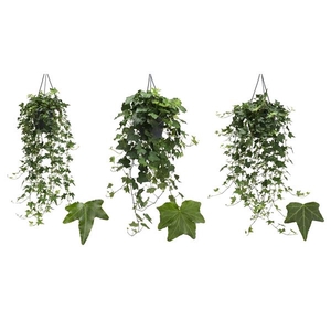 Hedera helix overig groen
