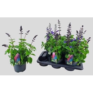 SALVIA LAKE BLUEBERR