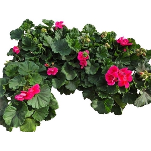 PEL  CAS CL R RE EYE