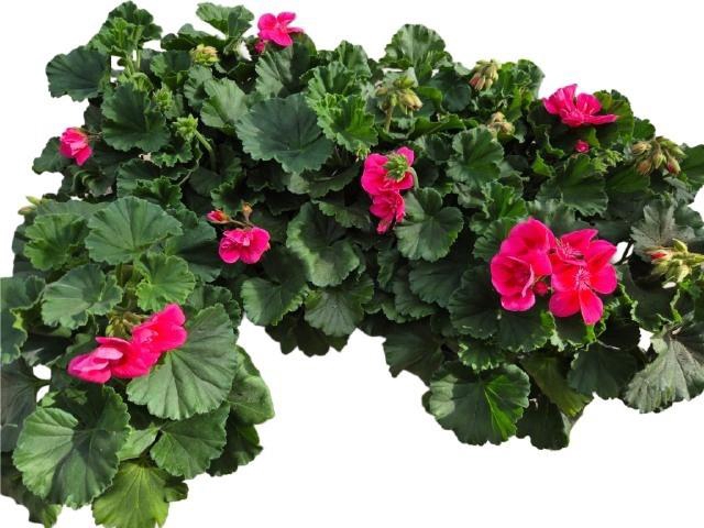 <h4>PEL  CAS CL R RE EYE</h4>