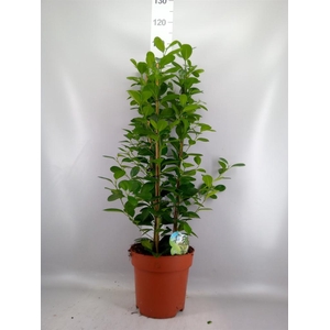 Ficus microcarpa 'Moclame'