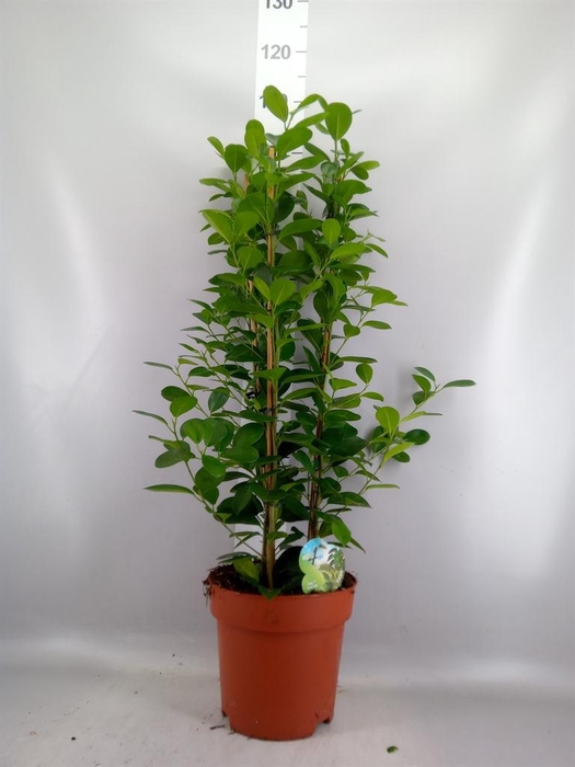 <h4>Ficus microcarpa 'Moclame'</h4>