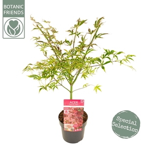 Acer palm. 'Shirazz' PREMIUM