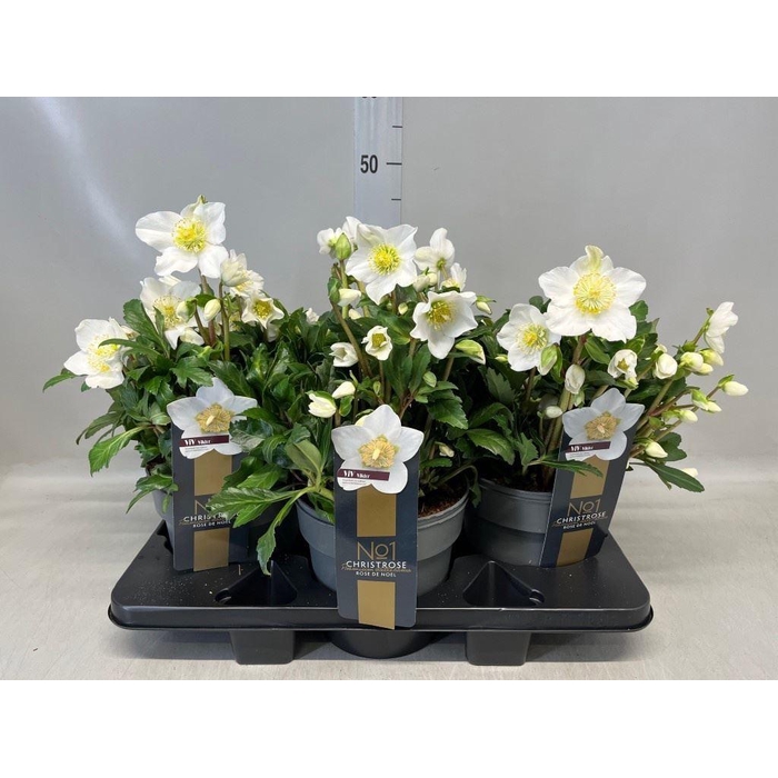 <h4>Helleborus niger 'Viv Viktor'</h4>