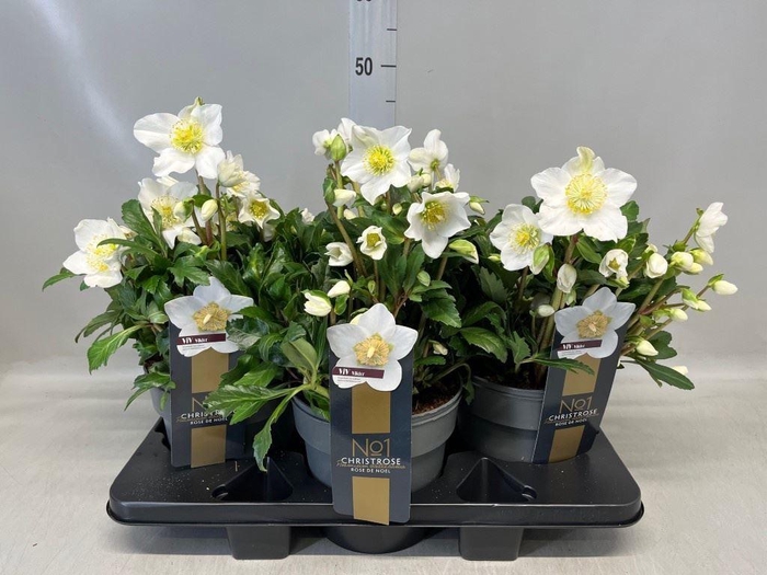 Helleborus niger 'Viv Viktor'