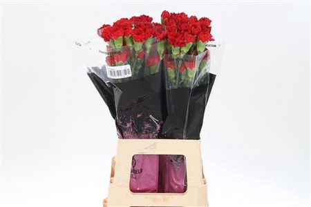 <h4>Di St Red Magic</h4>