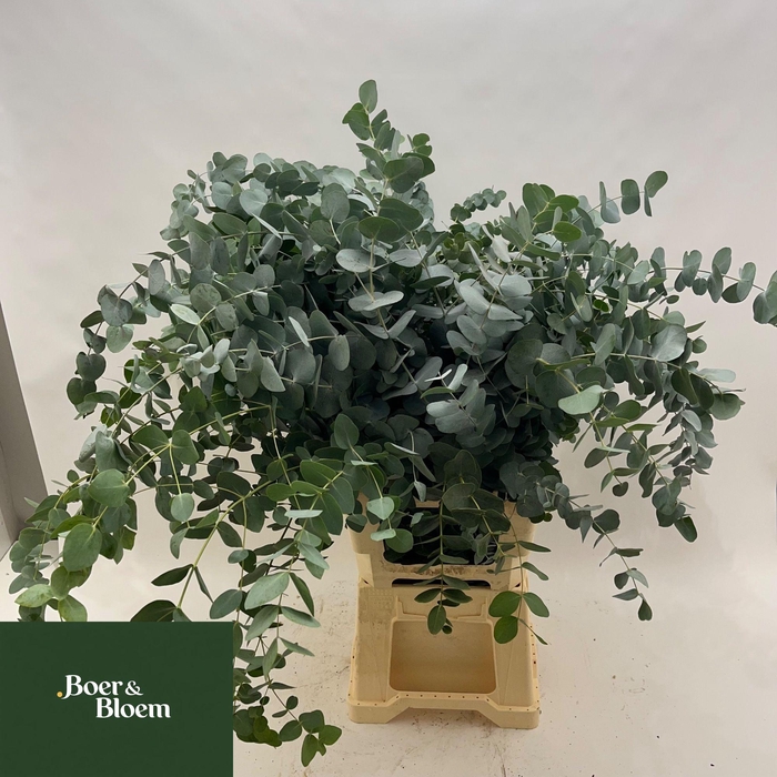 <h4>EUC CINEREA PER BOS</h4>