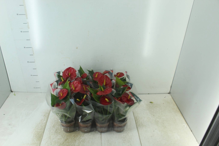 <h4>ANTHURIUM RED SUCCESS P09</h4>