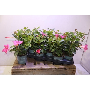 Mande Di Tourma Pink