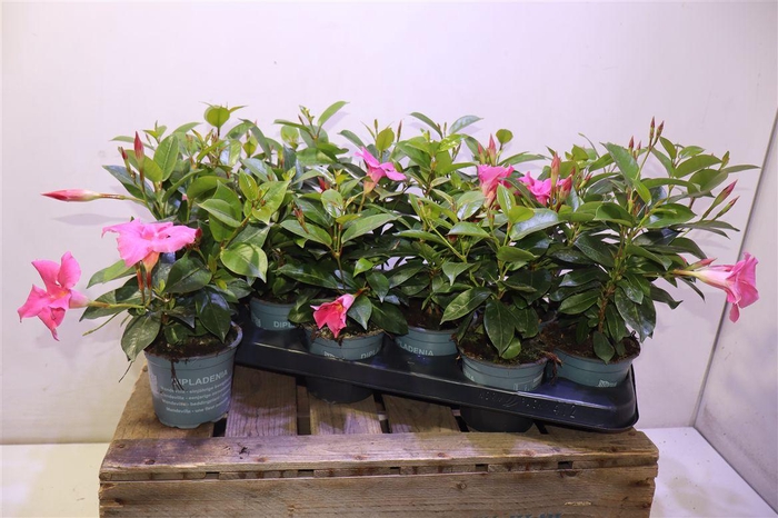 <h4>Mande Di Tourma Pink</h4>