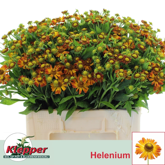 <h4>HELEN ORANGE BEAUTY</h4>
