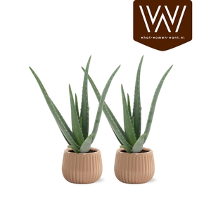ARR ZAMIOCULCAS