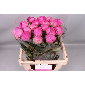 Paeonia Glory Hallelujah | Heavy Quality