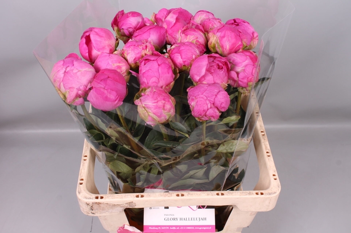 <h4>Paeonia Glory Hallelujah | Heavy Quality</h4>