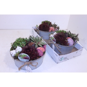 ARR SEMPERVIVUM
