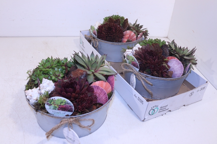 <h4>ARR SEMPERVIVUM</h4>