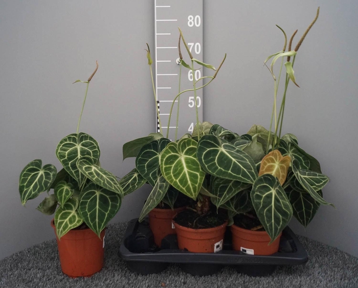 <h4>ANTHU CLARINERVIUM</h4>