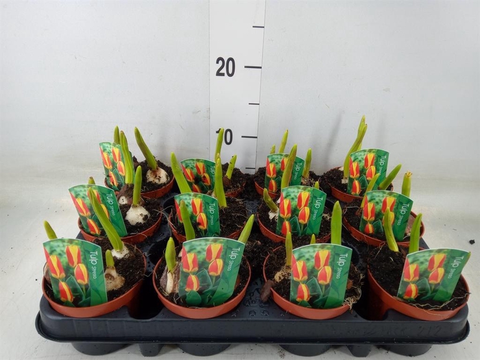 <h4>Tulipa   ...</h4>