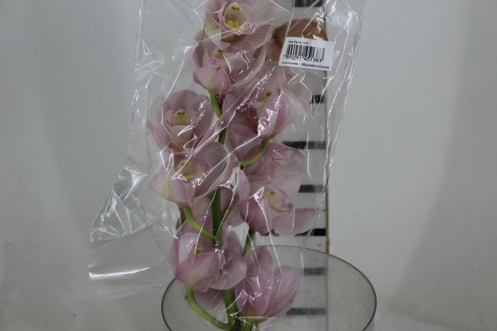 <h4>CYMBIDIUM HT MIN 12 FLS ROSA CLARO</h4>