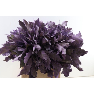 Quercus Rubra Frosted Milka