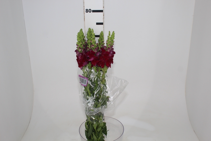 <h4>BOCA DE LEAO POTOMAC ROYAL 070 CM</h4>