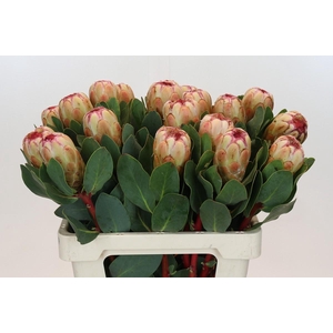 Protea Grandicolor