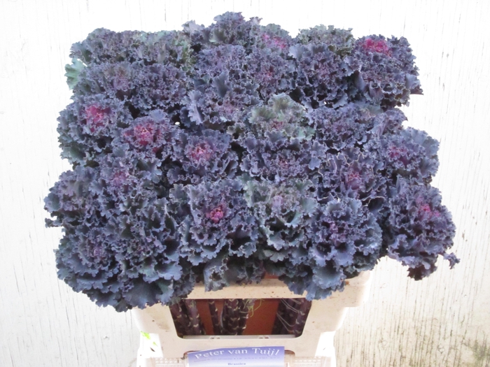 <h4>Brass Black Angel</h4>