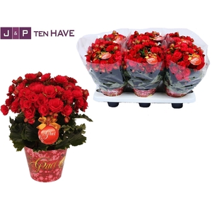 Winterbegonia Grace in Kerstpotcover rood met Grace etiket