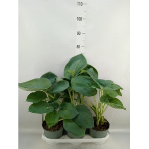 Hosta   ...