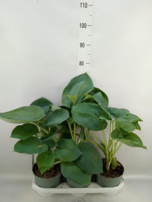 <h4>Hosta   ...</h4>
