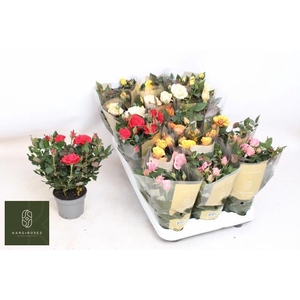 RO KORDAN GRANDE GEM