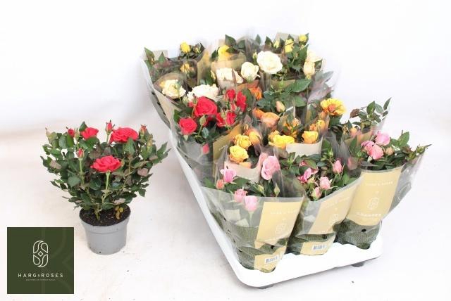 <h4>RO KORDAN GRANDE GEM</h4>