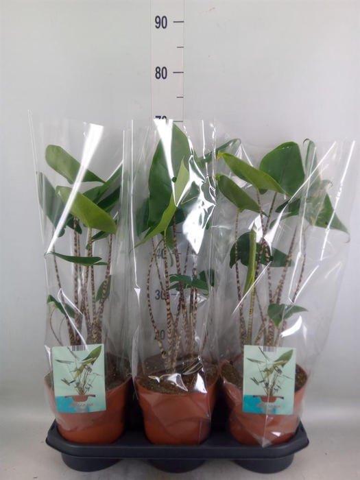 <h4>Alocasia zebrina</h4>
