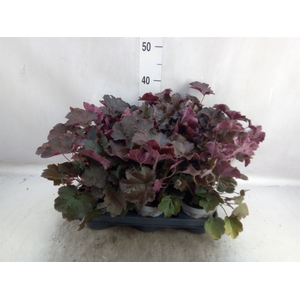 Heuchera micrantha 'Palace Purple'