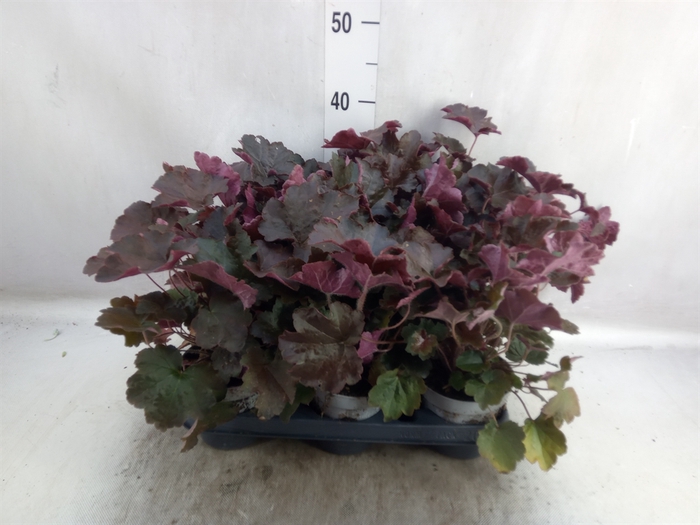 <h4>Heuchera micrantha 'Palace Purple'</h4>